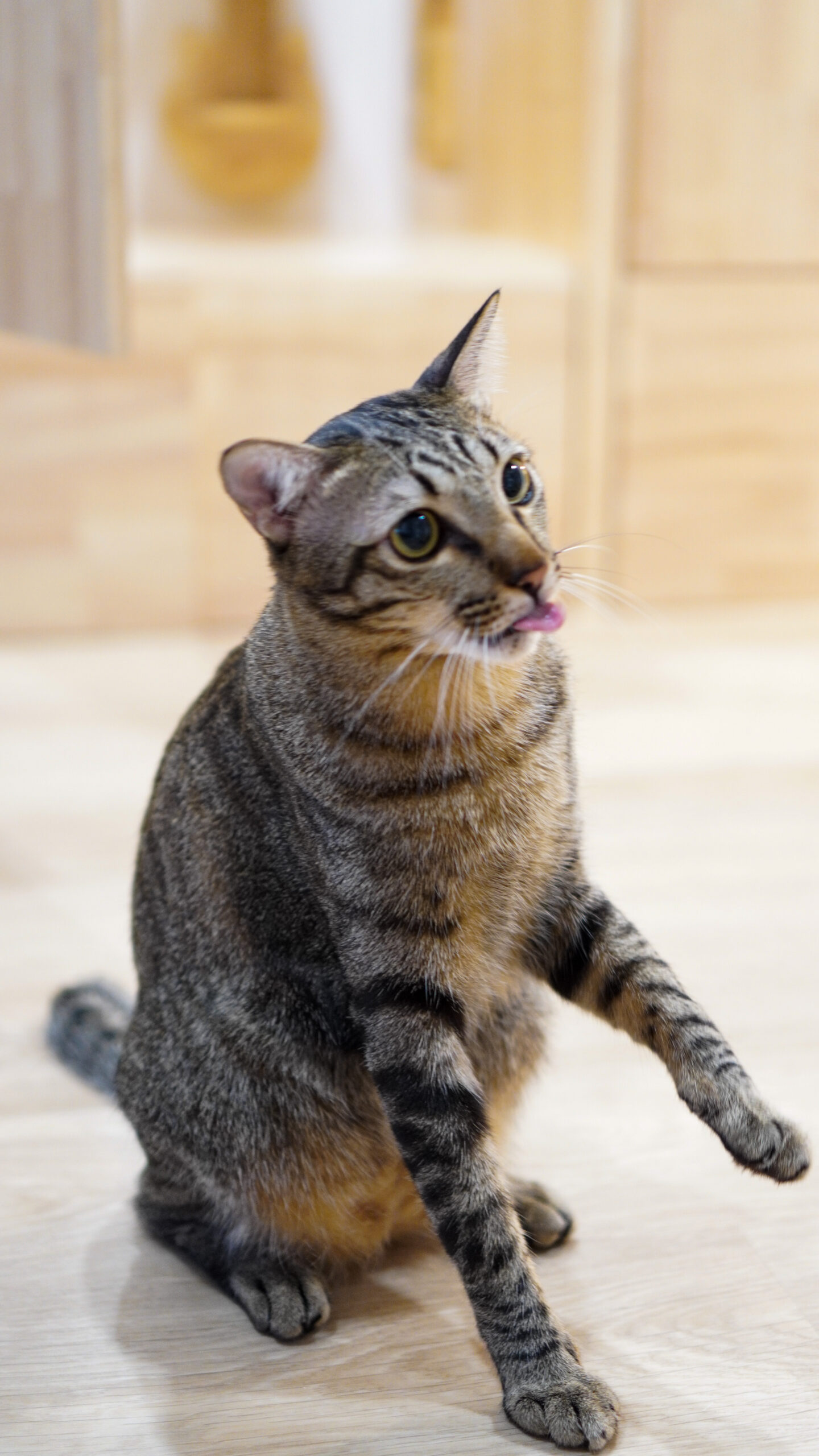 cat-licking