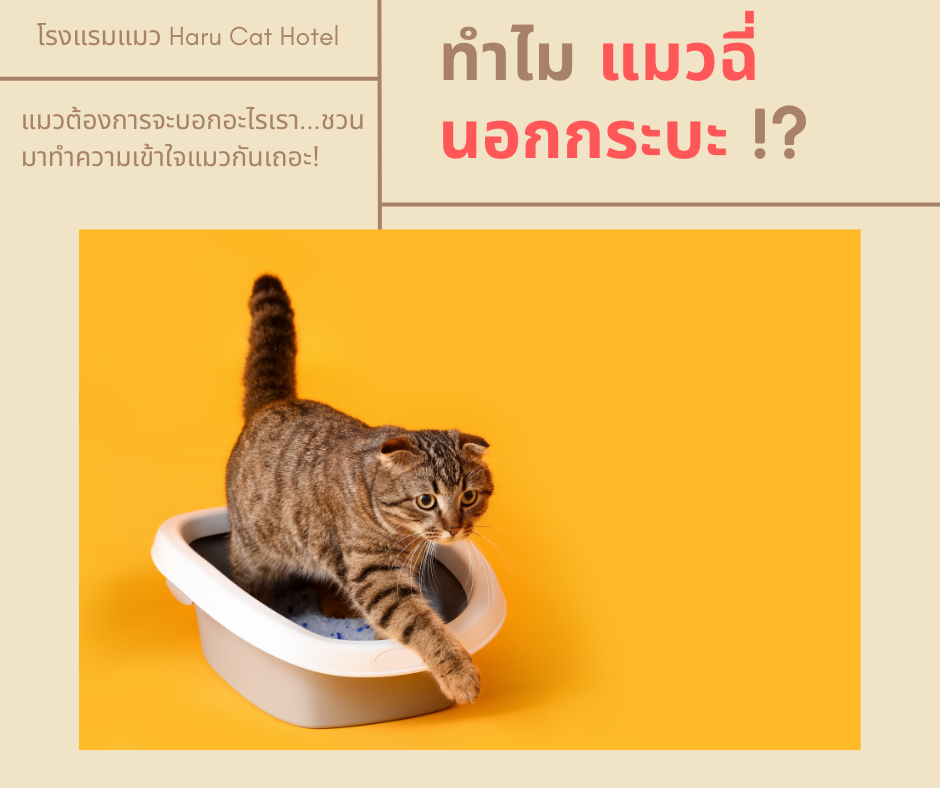 ทำไม แมวฉี่นอกกระบะ