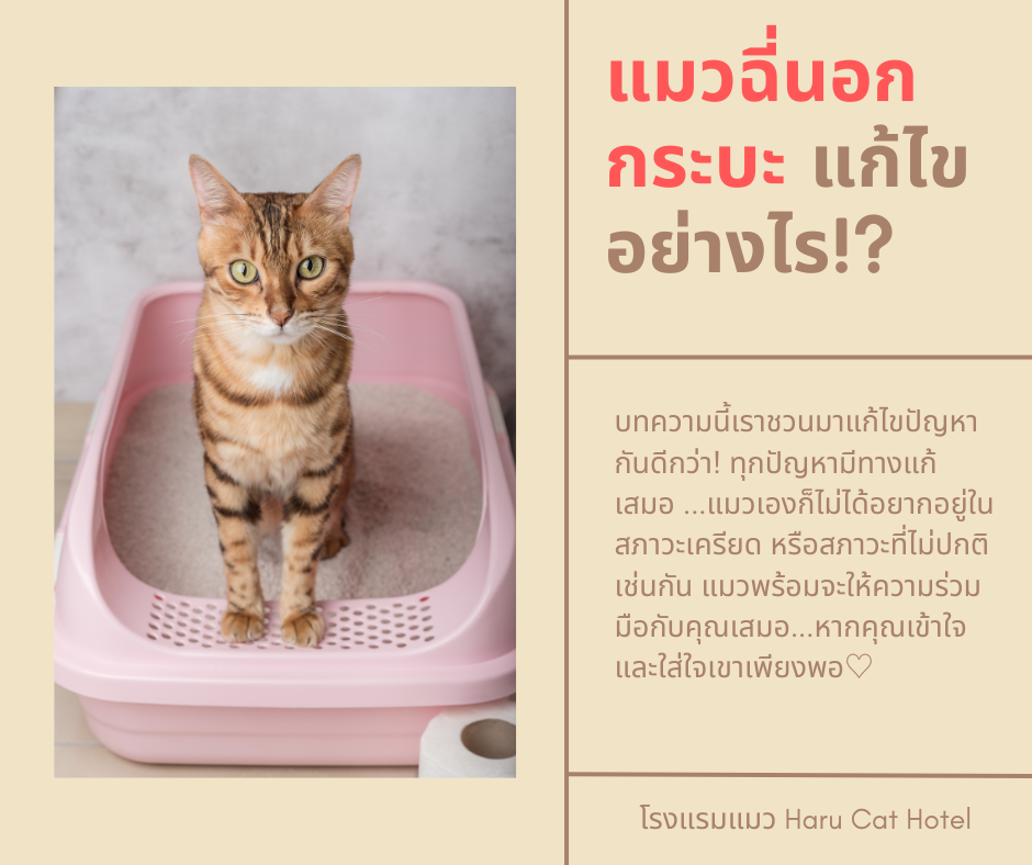 แมวฉี่นอกกระบะ การแก้ไข