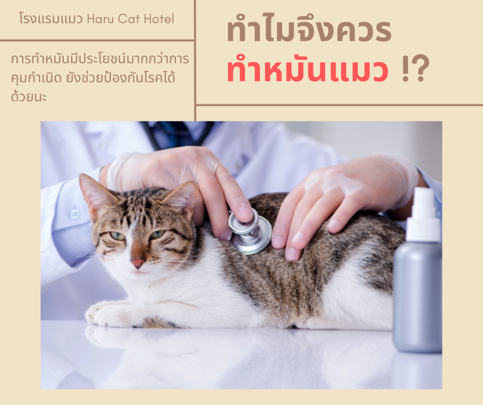 ทำหมันแมว ทำไมควรทำ