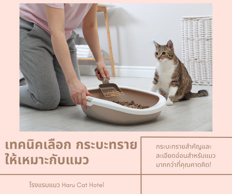การเลือก กระบะทราย แมว