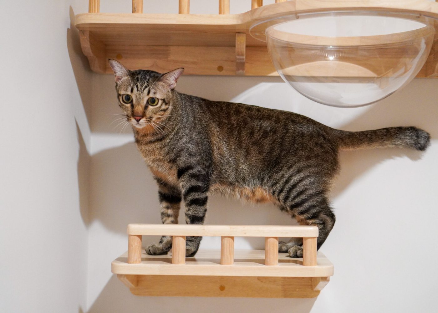 cat-in-cat-hotel