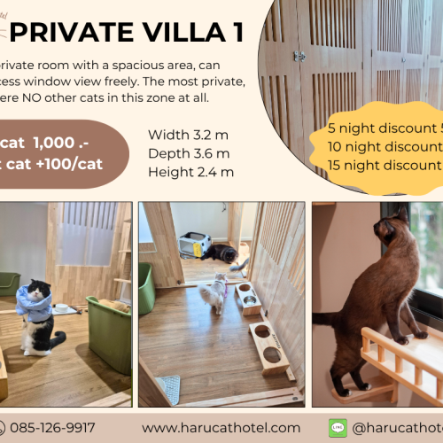 Private villa cat room