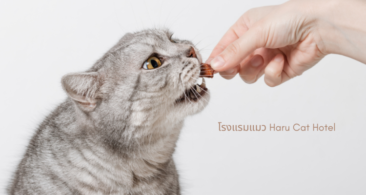 cat treat cat treat