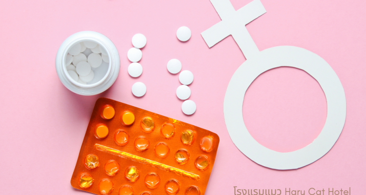 contraceptive pills for cat contraceptive pills for cat