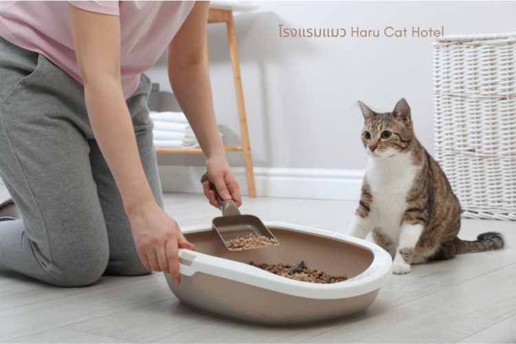 change location of litter box เปลี่ยนที่วางกระบะทราย แมวฉี่นอกกระบะ