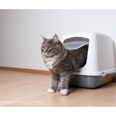 dome-type cat litter กระบะทรายแบบโดม