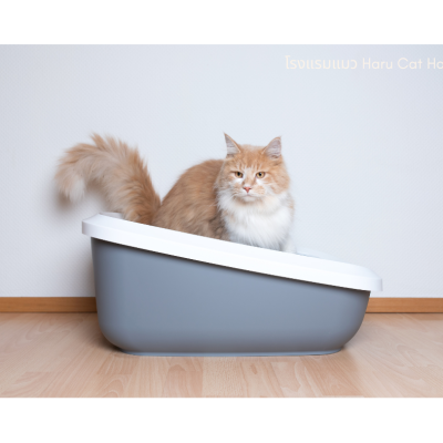 high cat litter กระบะทรายขอบสูง